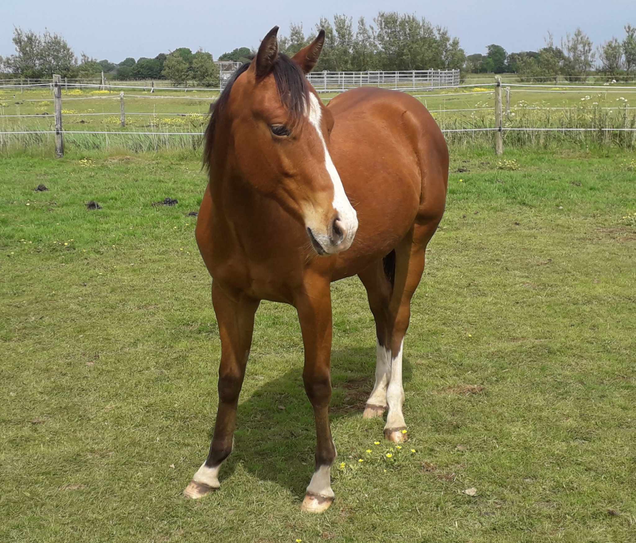 quarterhorse